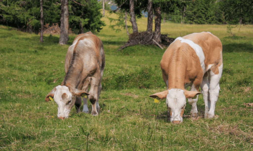 grass finished vs grain finished beef